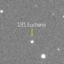 181 - Eucharis